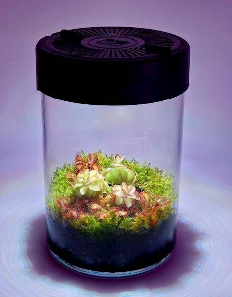 VivoVerde MicroTerrarium SET