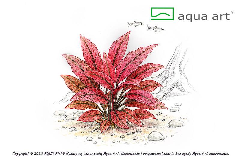 Cryptocoryne flamingo