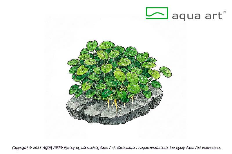 Anubias barteri 'Mini Coin'