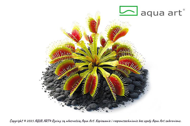 Dionaea muscipula  'Red Green'