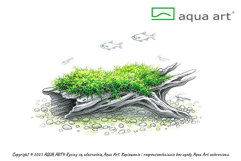 Vesicularia montagnei 'Krabi Moss'