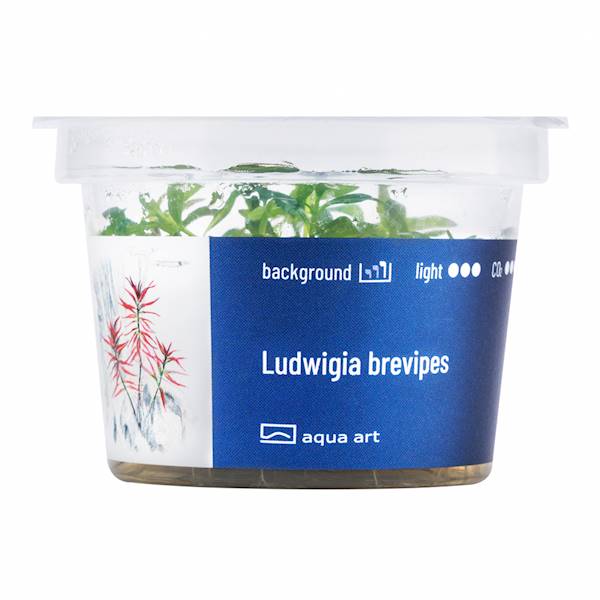 Ludwigia brevipes