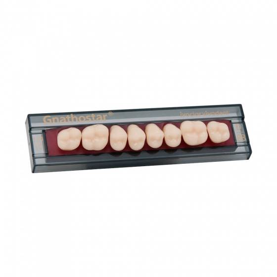 ZĘBY  SR ORTHOTYP S DCL SET  set of 8 