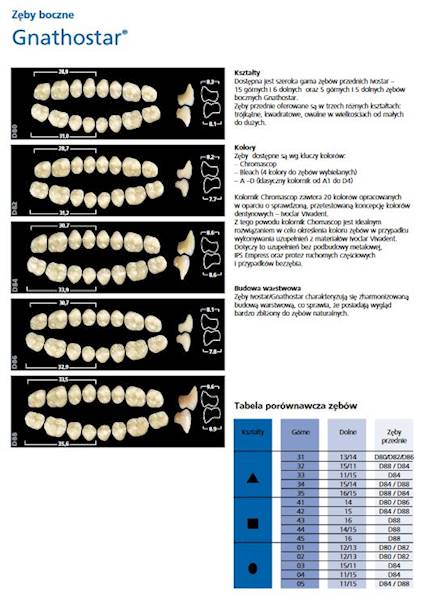 ZĘBY  SR ORTHOTYP S DCL SET  set of 8 