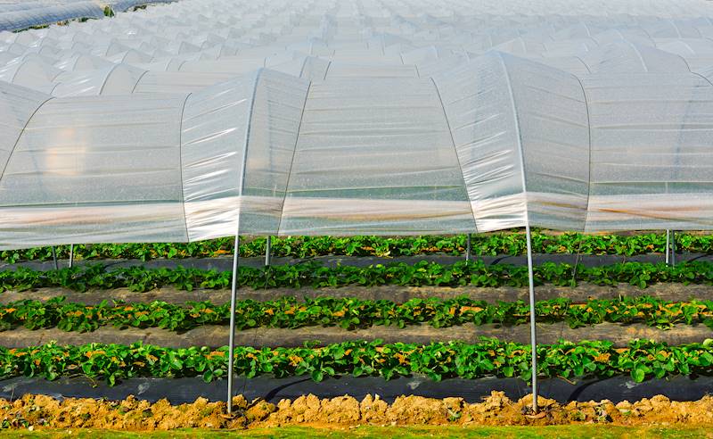 Folia Tunelowa 10-sezonowa 6m x 33m Polietylenowa 