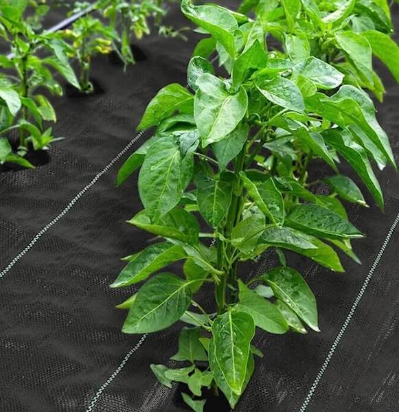 AGRO-MATA 70g [50mm/300mm UV3]  1m x  50m