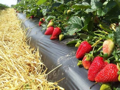 Folia Mulczująca 2 sezonowa 1050x0.025x   25mb 