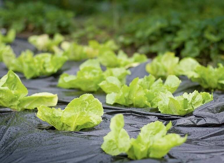 Folia Mulczująca 2 sezonowa 1050x0.025x   10mb 