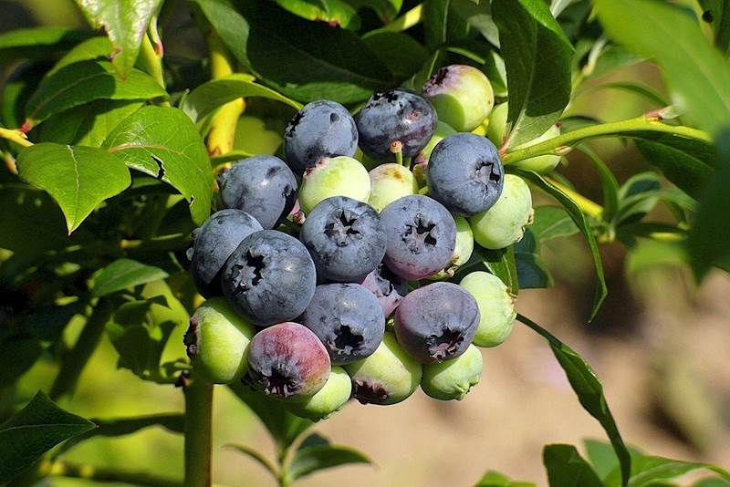 Biopon Nawóz do borówek 1kg granulat