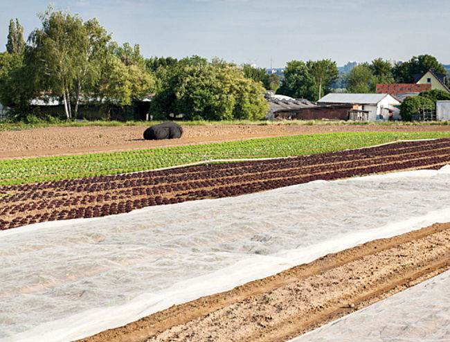 Agrowłóknina wiosenna 3,2x5m biała Agrimpex