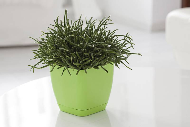 Doniczka TOSCANA kwadrat.17cm z podst.zielona jas.