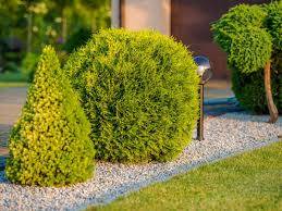 Biopon Nawóz do iglaków 1kg granulat