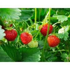 Biopon Nawóz do truskawek i poziomek 1kg granulat