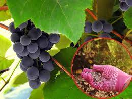 Biopon Nawóz do winorośli 1kg granulat