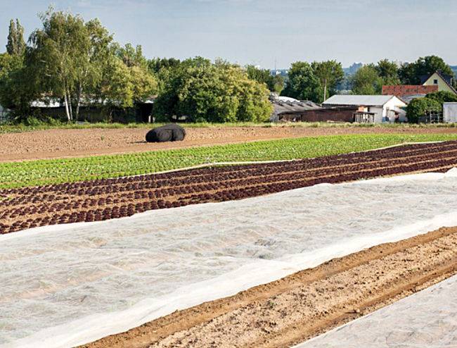 Agrowłóknina wiosenna 1,6x5m biała Agrimpex