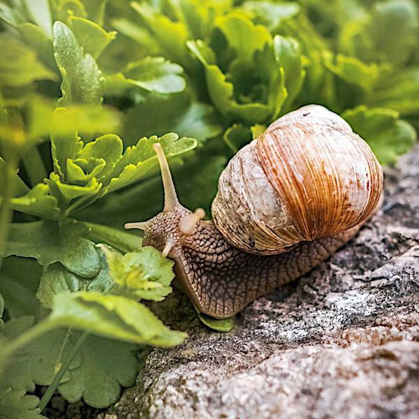 Bros Snacol 05GB granulat na ślimaki 1kg