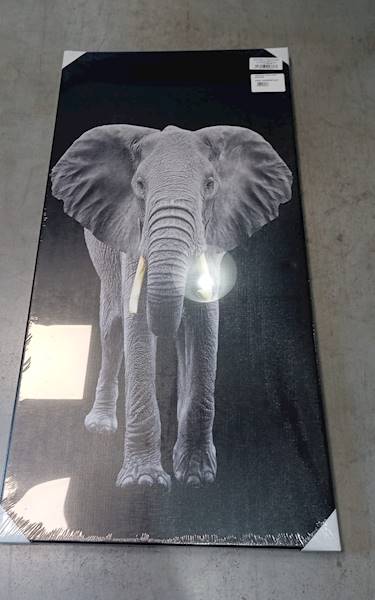 Obraz Slon / Pictur 50x100cm 501948
