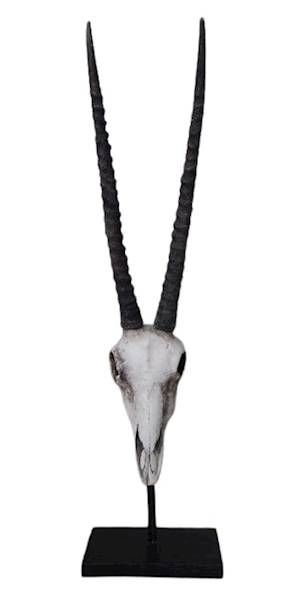 Czaszka oryksa z rogami / Gemsbok skull with horns