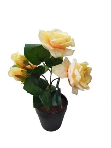 Roza w doniczce mix kolor 3205158/Rose in a pot mix color