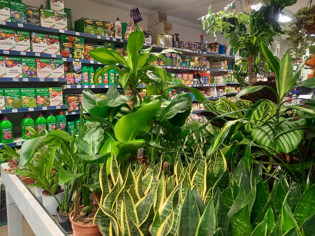 Plant(17).jpg