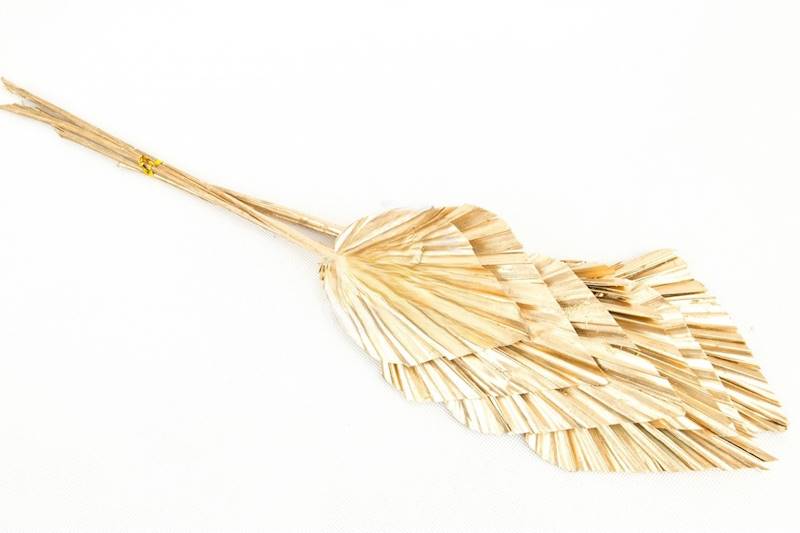 Palm Spear 20cm S/10 Gold