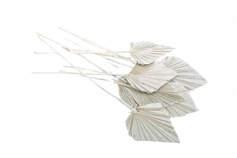 Palm SpearWhite Wash S/10