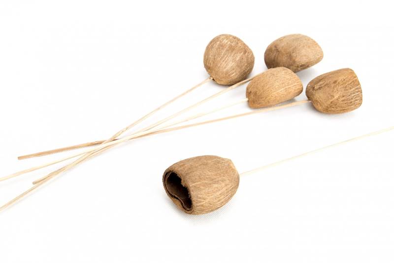 Palm Nut Cup on stem 6-8cm S/5