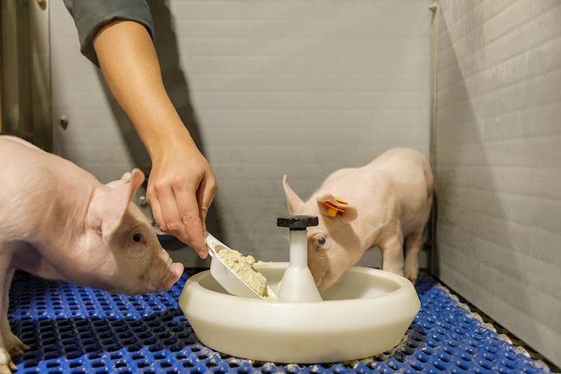 Pasza dla prosiąt BABITO  worek a 25 kg