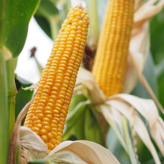 Kukurydza DANUBIO C/1 80 tyś.n