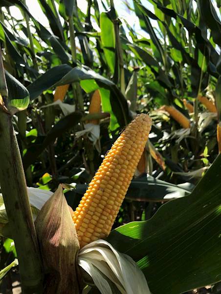 Kukurydza SM WAWEL F1 C1