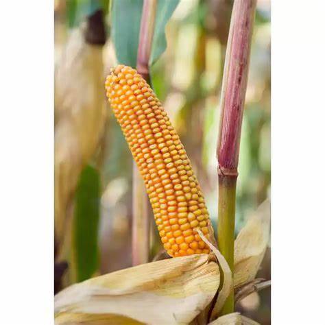 Kukurydza SM VISTULA F1 C1 