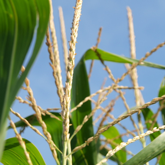 Kukurydza POLONIA  F1  