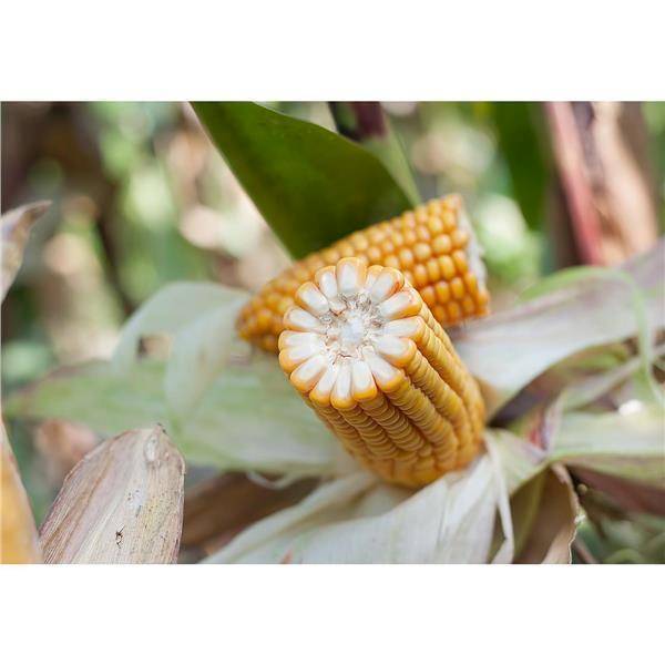 Kukurydza ROSOMAK F1 C/1 80 tyś.