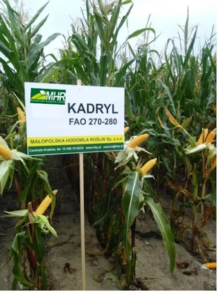 Kukurydza KADRYL F1 C/1 