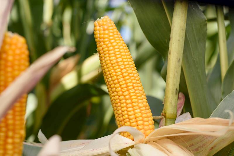 Kukurydza SM POPIS F1 C/1 