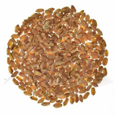 Pszenica Jara TYBALT  C1