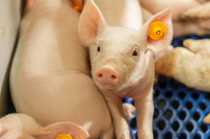 Pasza dla prosiąt BABITO  worek a 25 kg