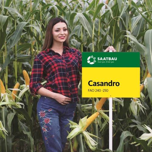 Kukurydza CASANDRO  C/1 PL402/18/76/A0419/A