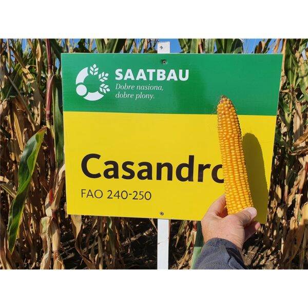 Kukurydza CASANDRO  C/1 PL402/18/76/A0419/A