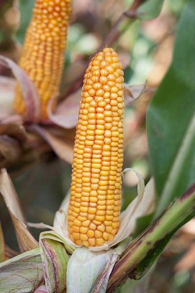 Kukurydza Rosomak C1  80 tys.PL 430/12/708/5569X/A