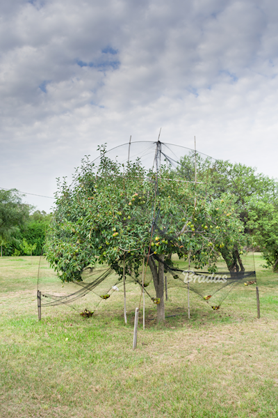 BRA AS-BN20151504010 Siatka Bird Net 5x1m 15x15mm