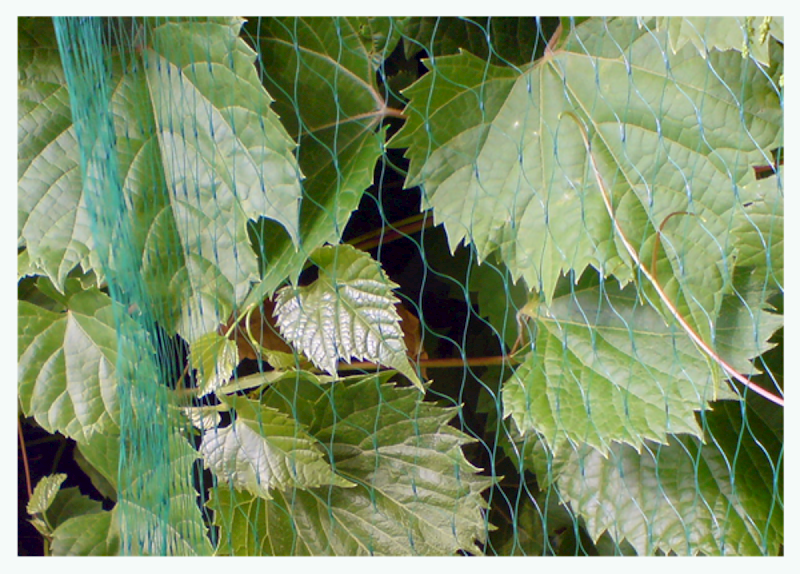 BRA AS-BN10191940010 Siatka Bird Net 4x10m 19x19mm