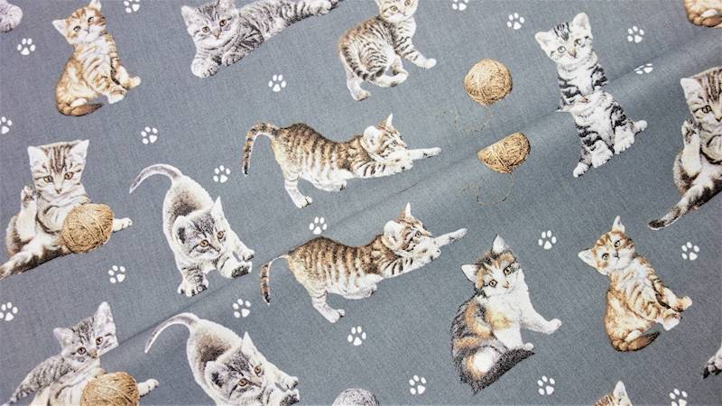 Kotki na grafitowym tle