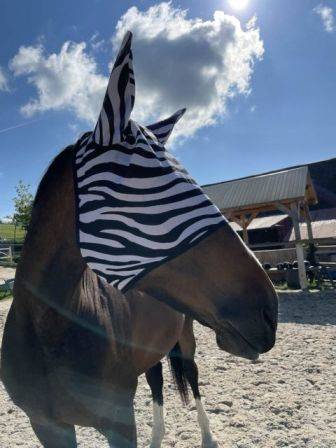 Siatka na głowę L zebra z uszami 