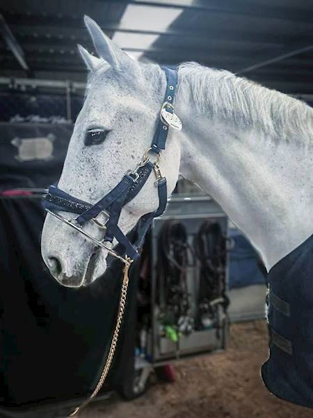 Kolec Stallion ring z karabińczykami