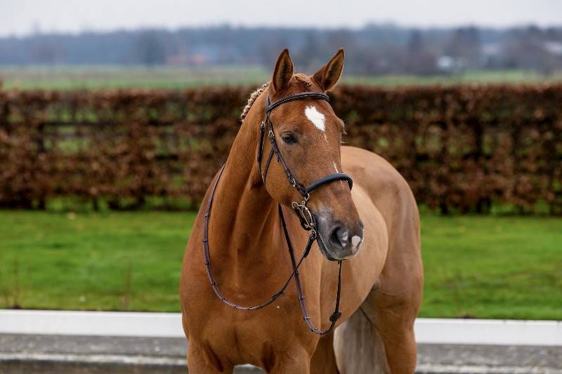 Ogłowie 3 brąz do hackamore Hickstead Trust