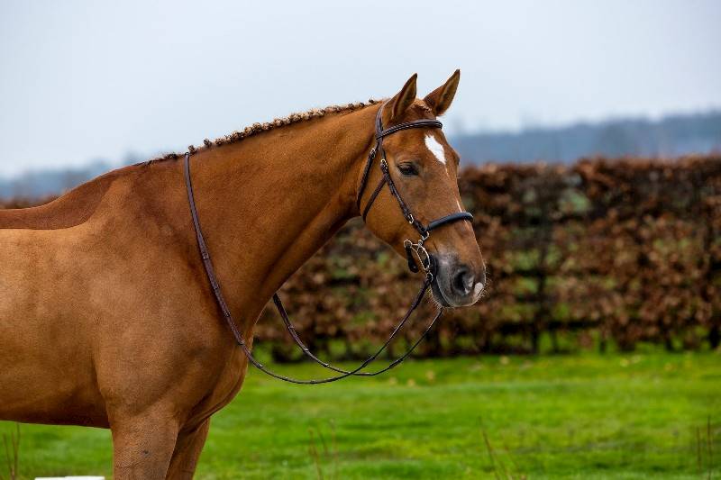 Ogłowie 3 brąz do hackamore Hickstead Trust