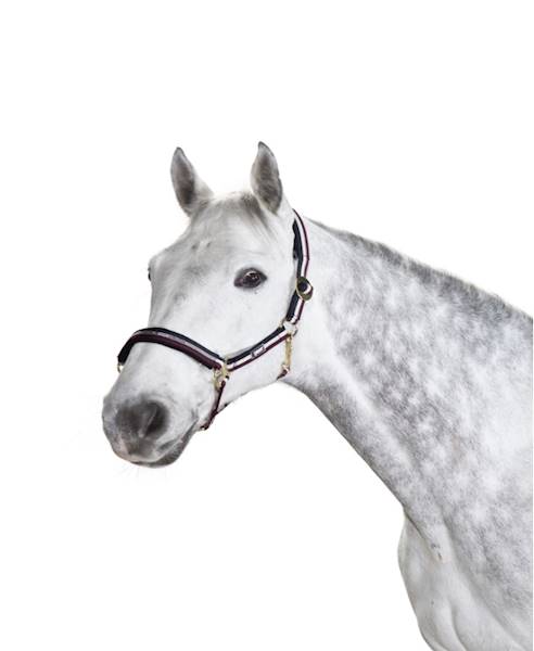Kantar pony granat/biały/bordo Eskadron