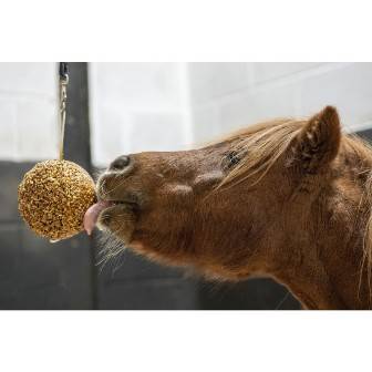Likit Granola Stall Ball jabłko 1,6 kg