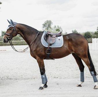 Czaprak vs błękitny cob Velvet Kentucky